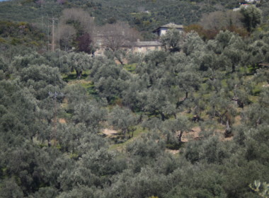 το σπίτι από τον ελαιώνα